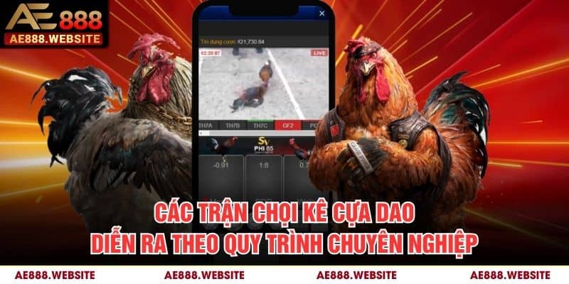 Các trận chọi kê cựa dao diễn ra theo quy trình chuyên nghiệp