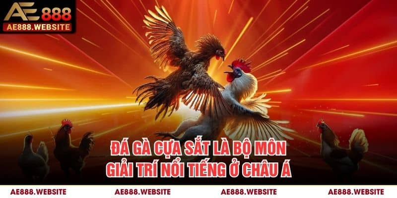 Đá gà cựa sắt là bộ môn giải trí nổi tiếng ở châu Á
