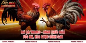 Đá Gà Thomo - Hình Thức Đấu Tốc Độ, Kèo Cược Đỉnh Cao