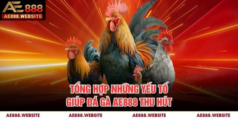 Tổng hợp những yếu tố giúp đá gà AE888 thu hút